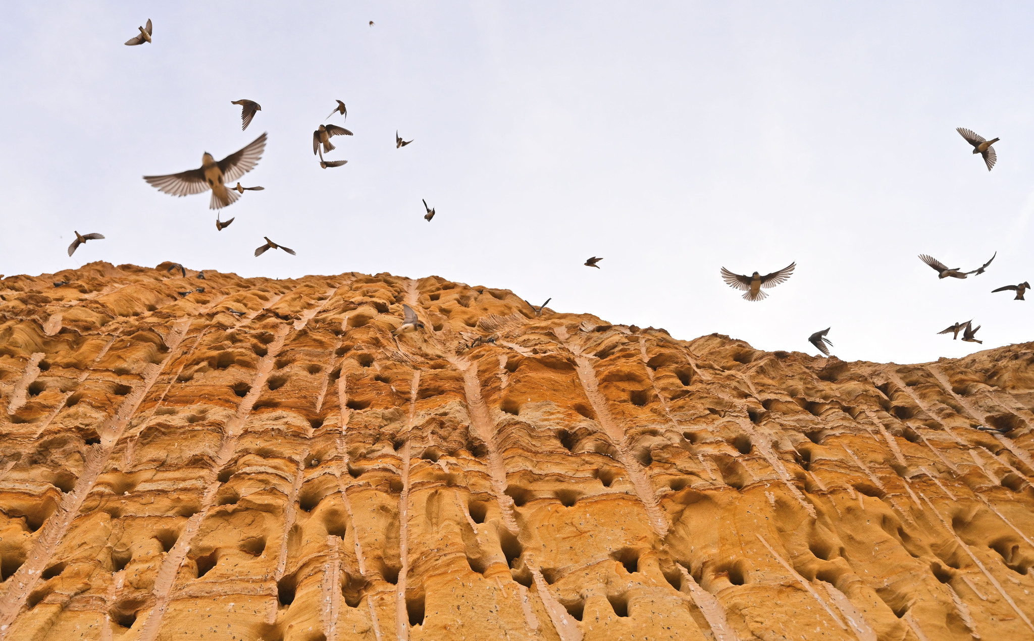 Hundreds of sandstone burrows transformed into bustling nurseries for pale sand martins at a construction site in Yichang, Hubei Province on April 2, 2025. As hatchlings cracked open their shells, adult birds worked tirelessly, darting back and forth to feed their young. /VCG