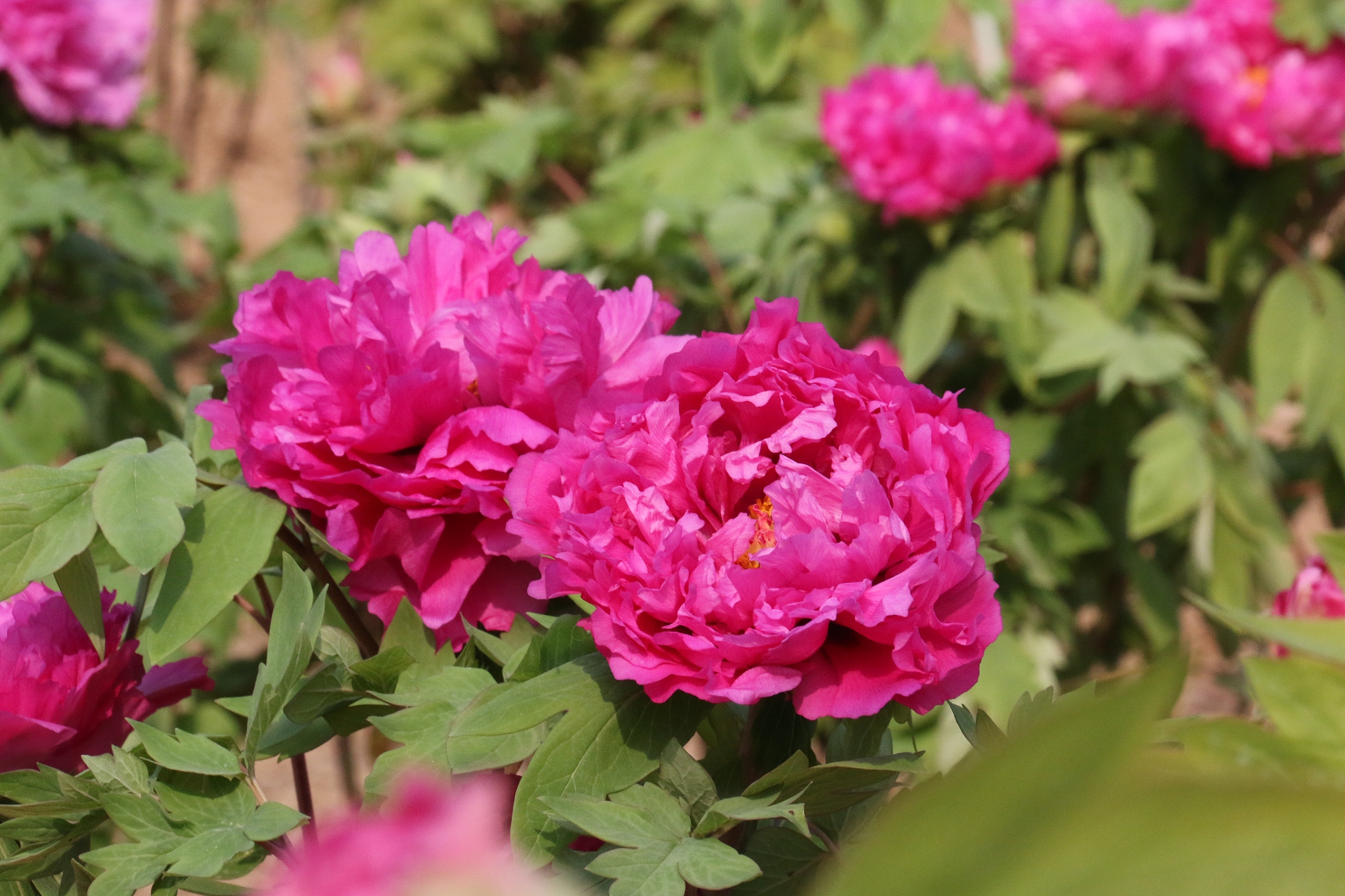 Peonies in Heze City, Shandong Province, east China, January 30, 2025. /VCG