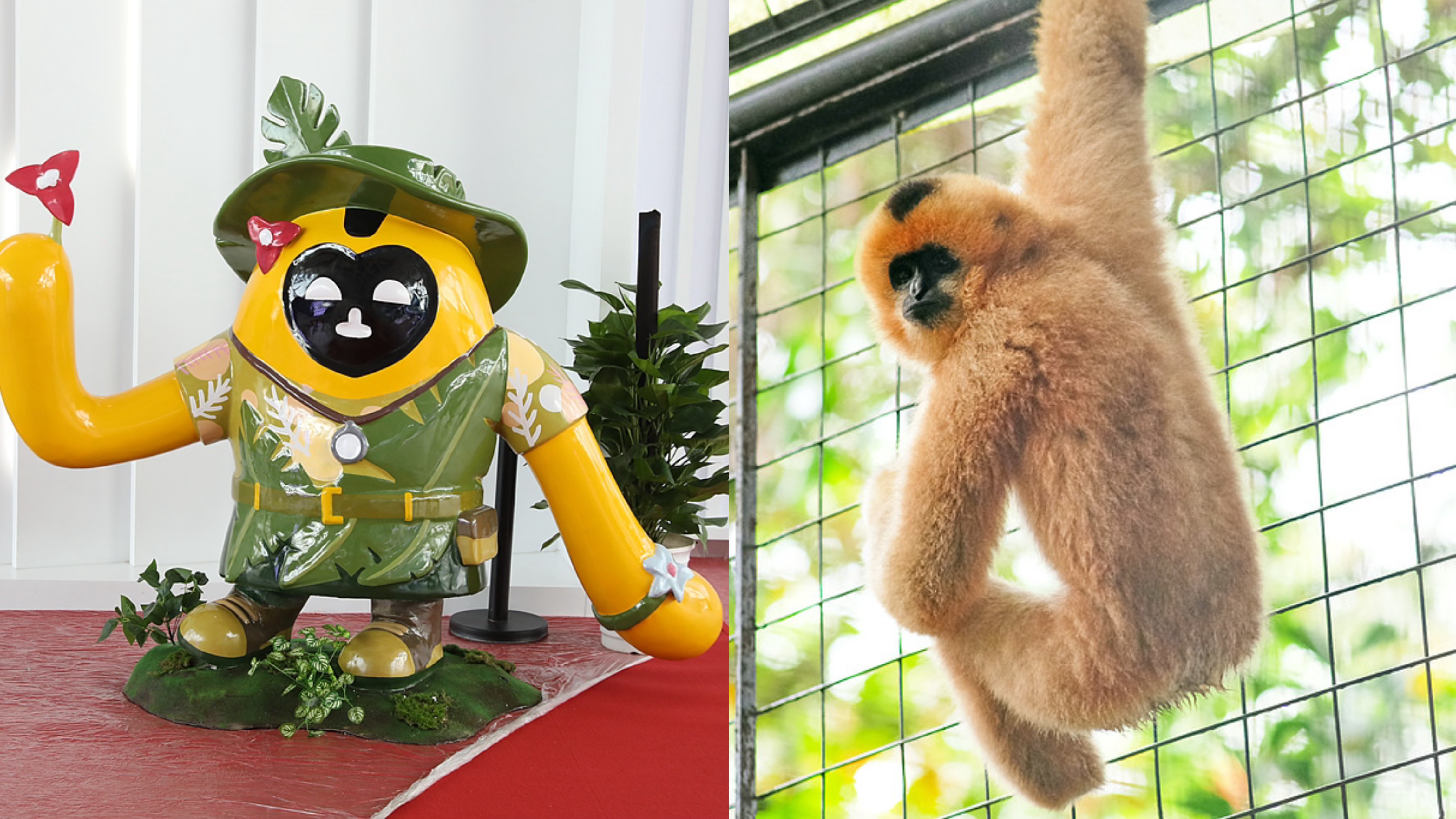 This composite image juxtaposes the Hainan Expo mascot (L) with the Hainan gibbon. Indigenous to Hainan Island, the Hainan gibbons are listed as 