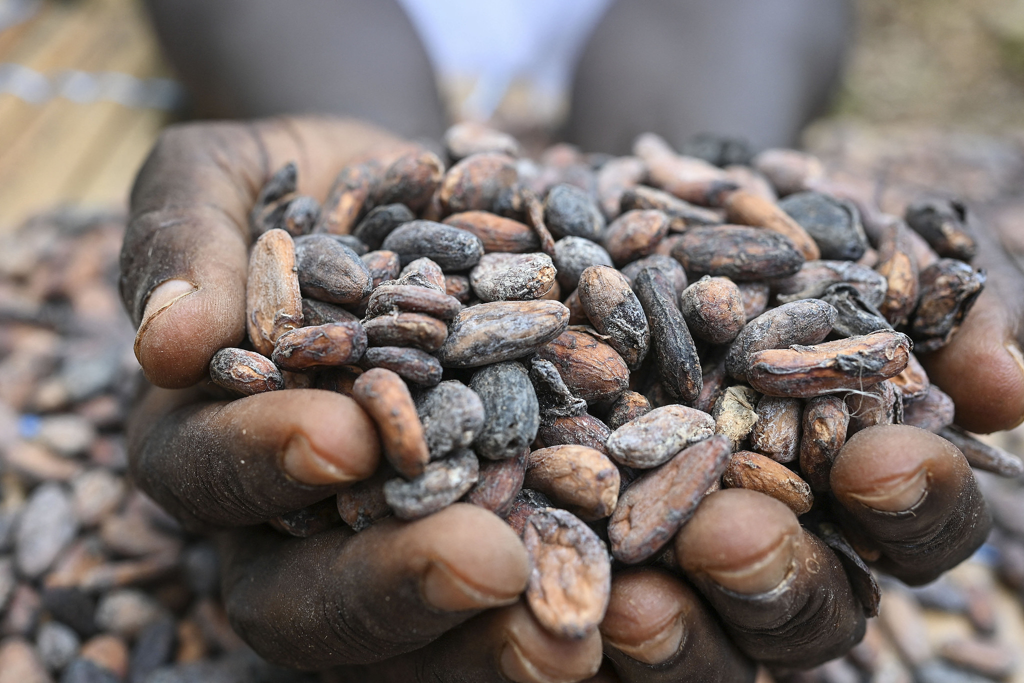 A farmer holds cocoa beans at a farm near Agboville, Cote d'Ivoire, April 7, 2024. /VCG