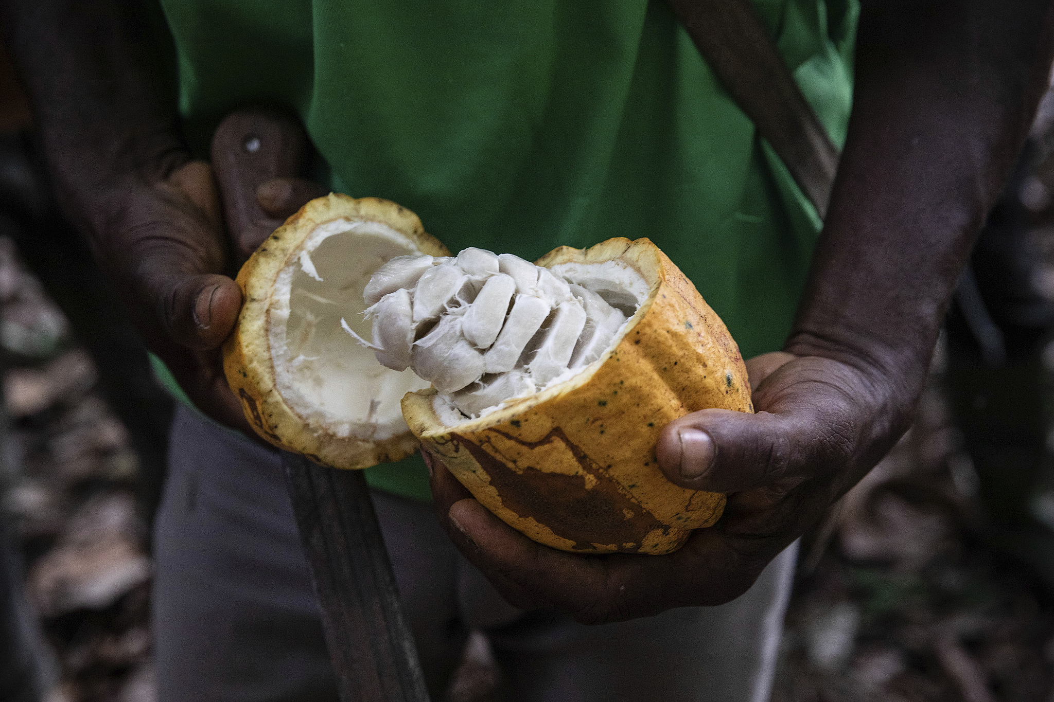 A farmer opens a cocoa pod in Divo, Cote d'Ivoire, November 19, 2023. /VCG