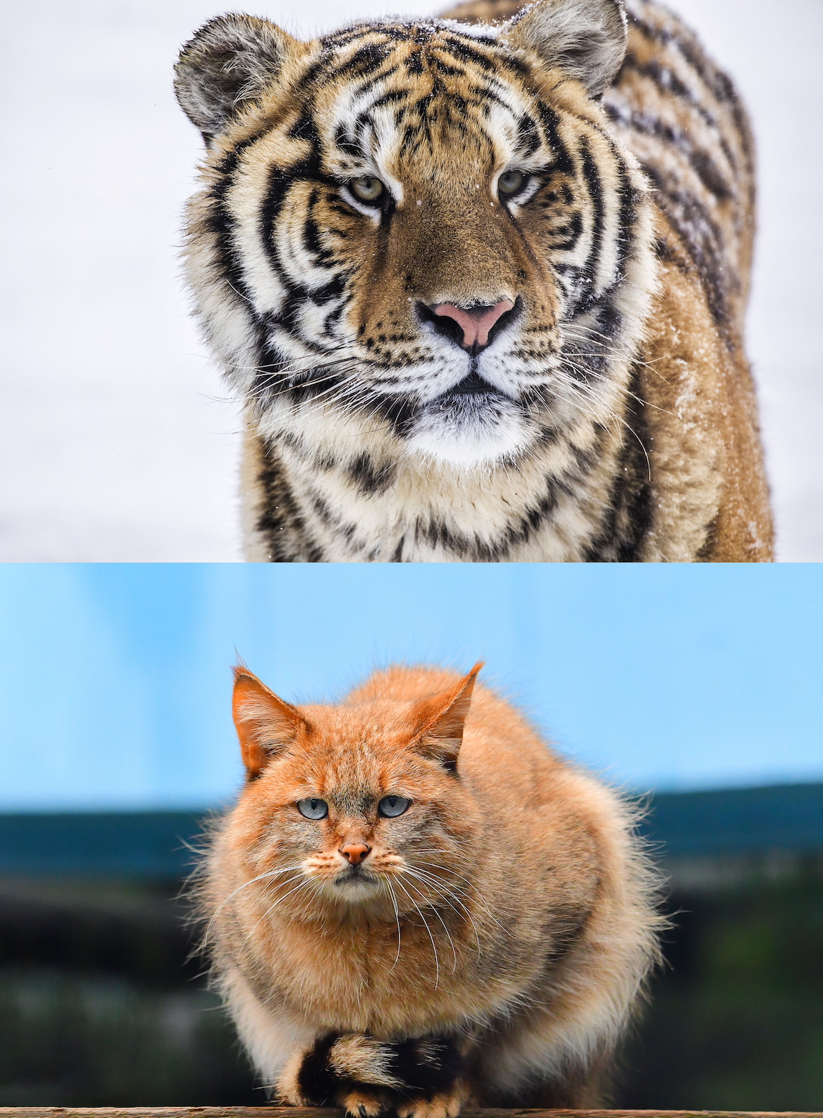 A Siberian tiger (top) and a Chinese mountain cat. /VCG