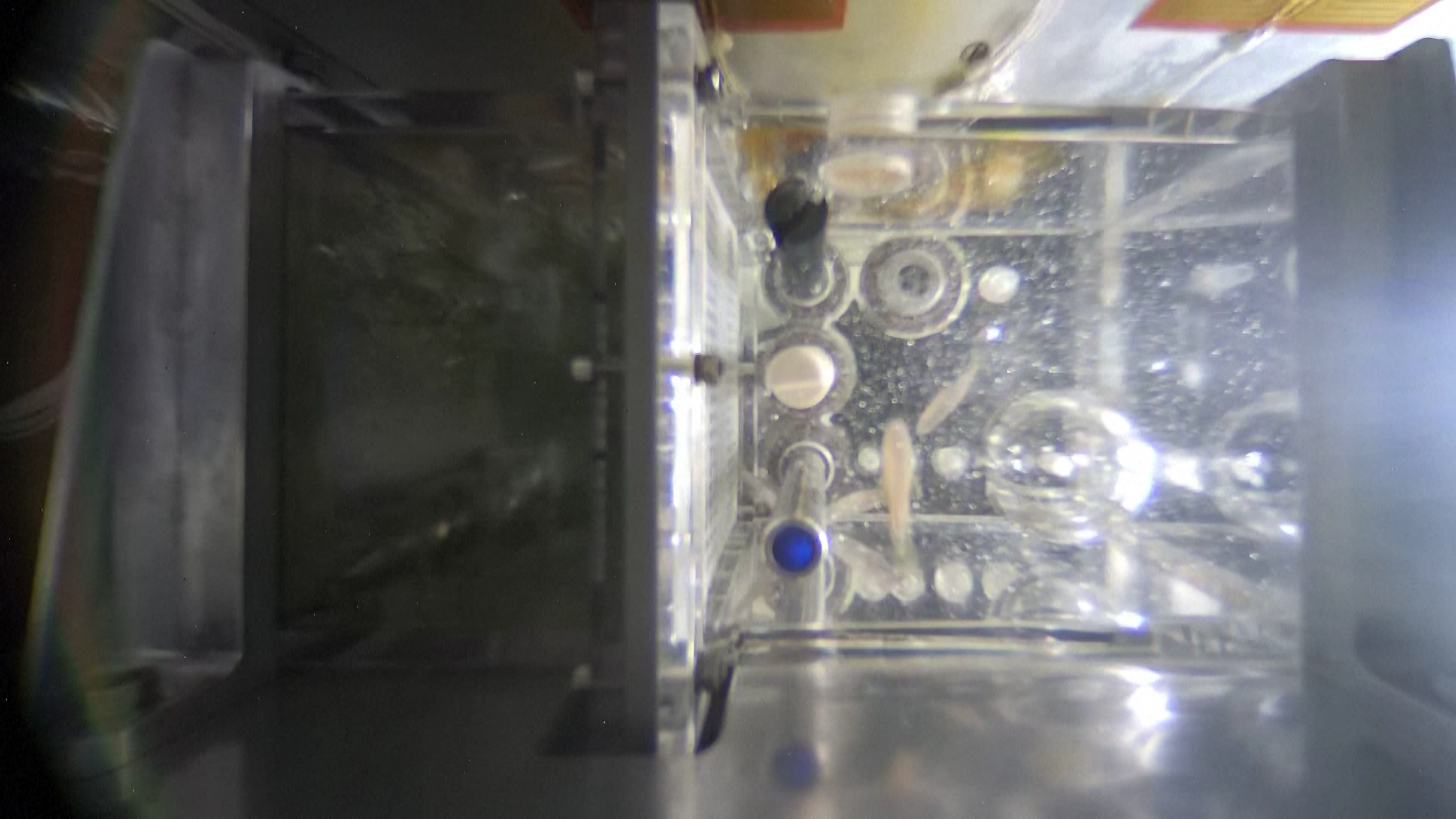 Zebrafish at the China Space Station. /VCG