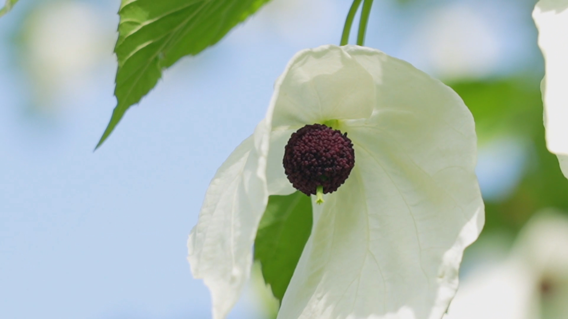 The dove tree. /Yang Yongqing
