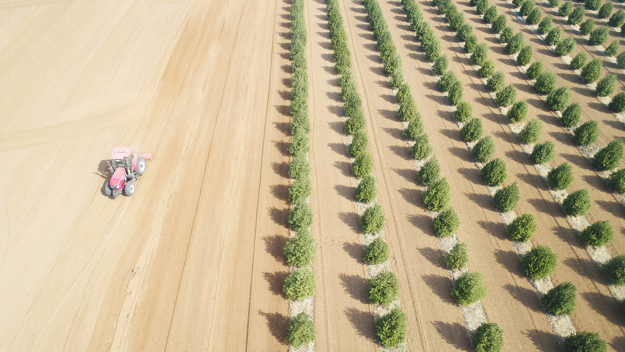 Farmers prepare to sow peanuts in Changzhuang Town, Hebei Province, north China, April 3, 2025. /VCG
