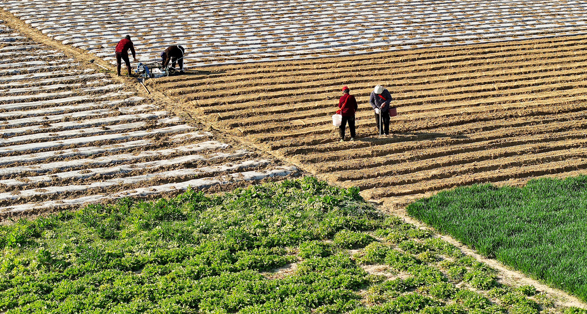 Farmers sow peanuts in the fields, Xuesan Village, Jiangsu Province, east China, March 18, 2025. /VCG