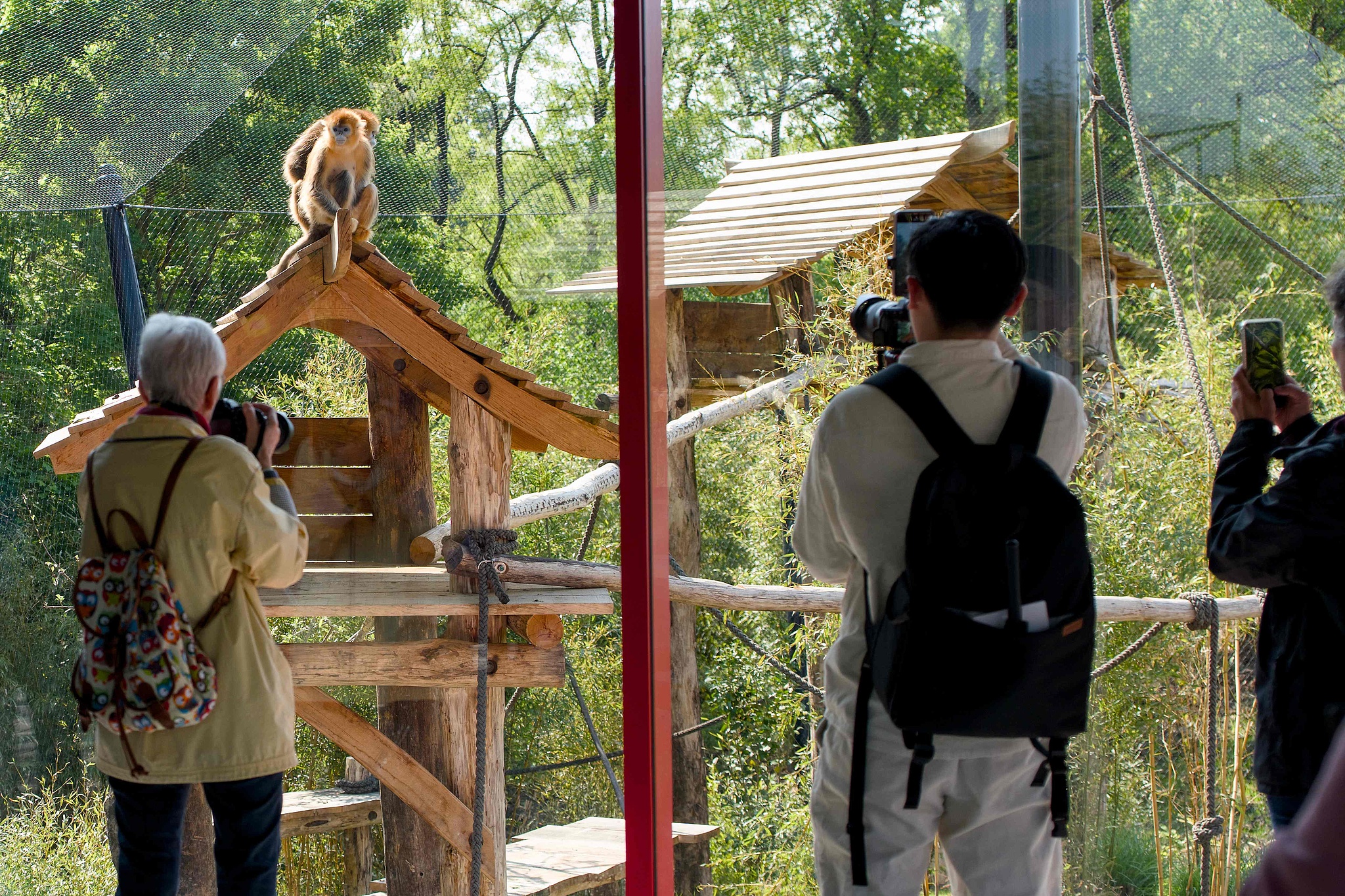 Visitors take photographs of golden snub-nosed monkeys through their enclosure during the first day of presentation at the Beauval Zoo in Saint-Aignan, France, May 7, 2025. /VCG