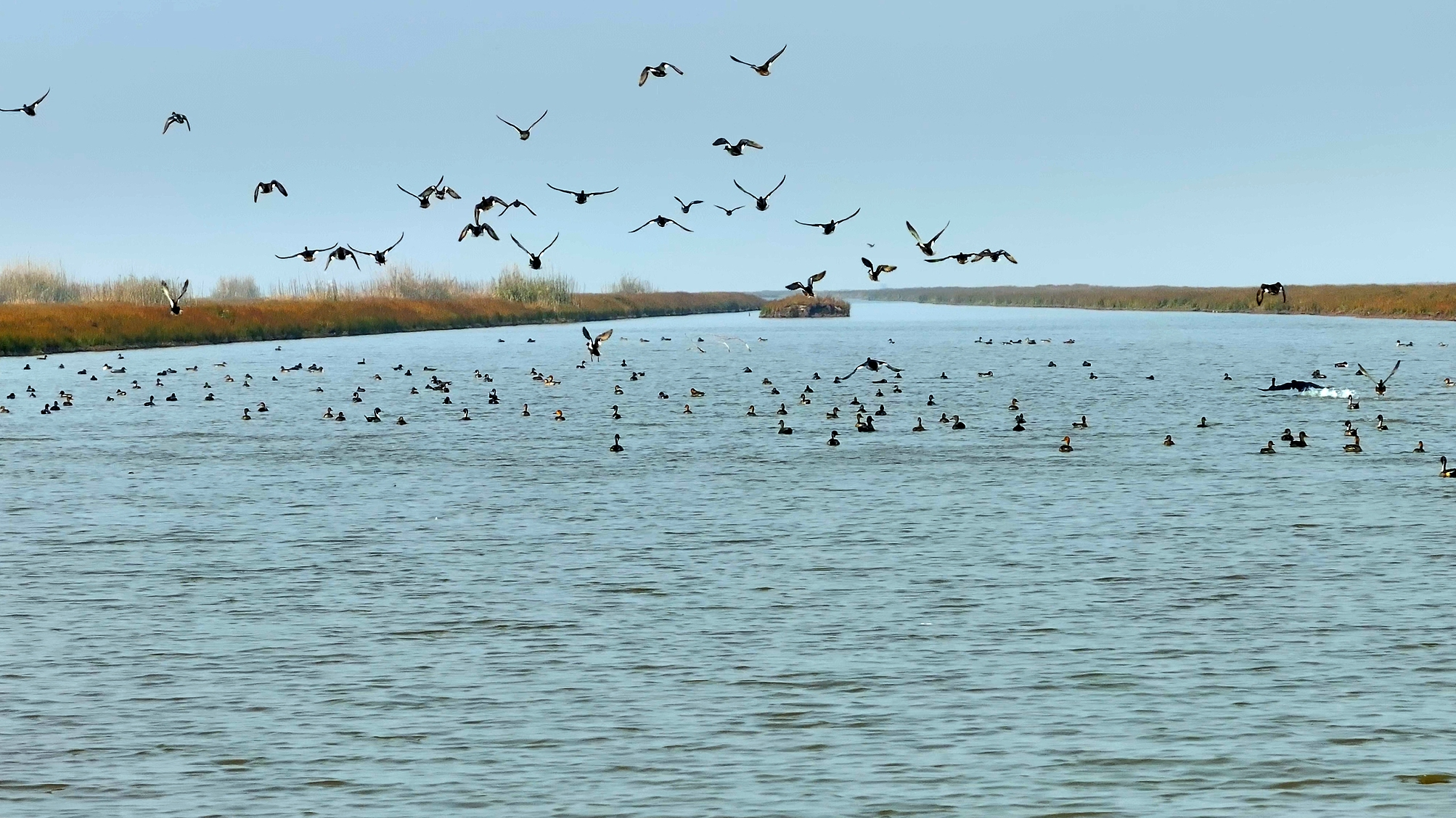 Migrant birds at Dongting Lake in Yiyang City, central China's Hunan Province, January 3, 2025. /VCG