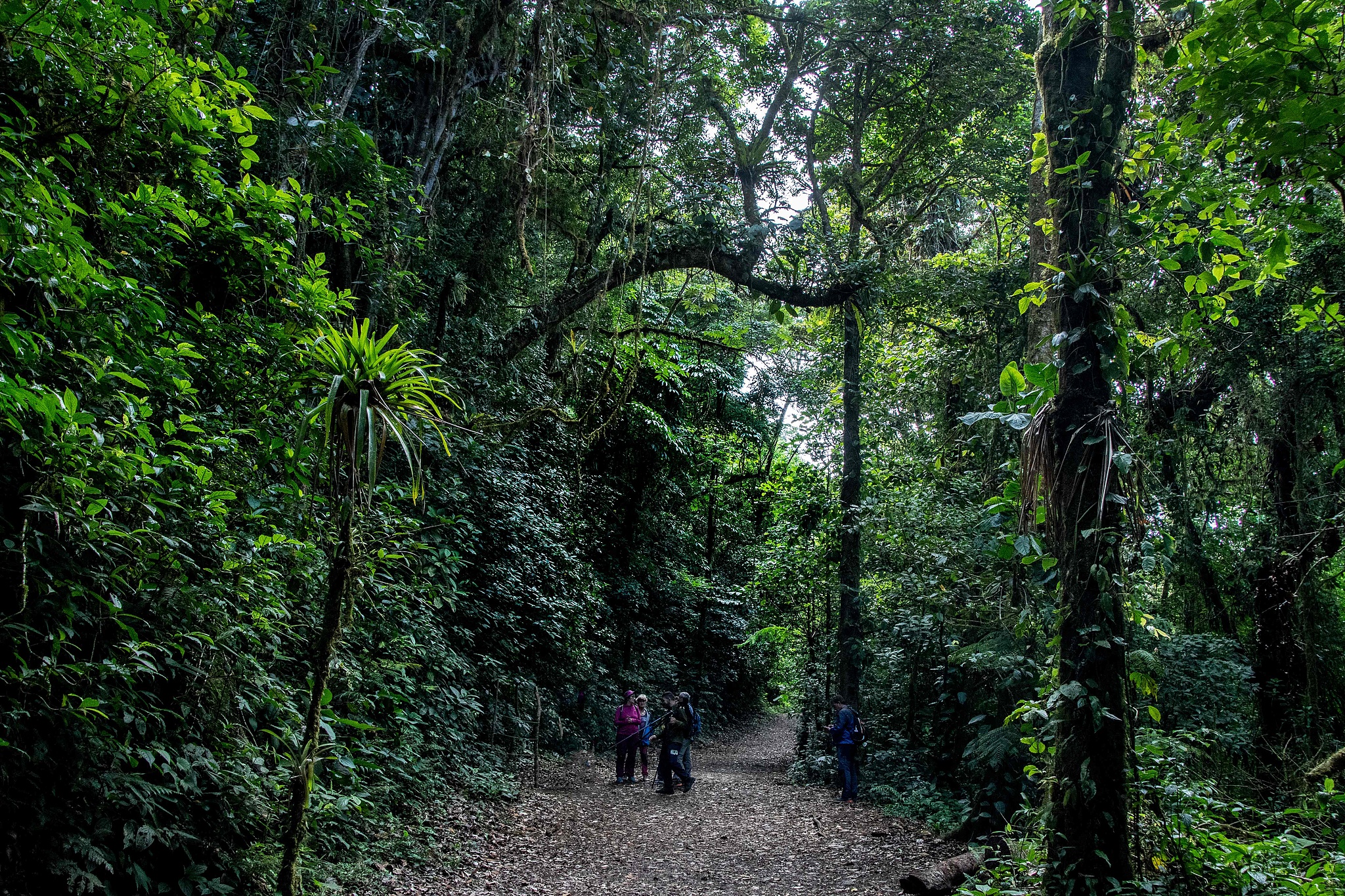 Tourists walk along a path at the Monteverde Cloud Forest Biological Reserve in Puntarenas, Costa Rica, May 23, 2023. /VCG