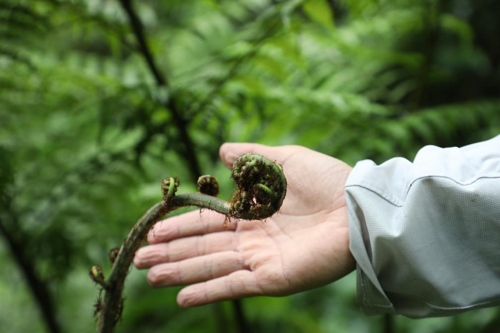 A colony of endangered spider-monkey tree ferns (Alsophila spinulosa). /Xinhua