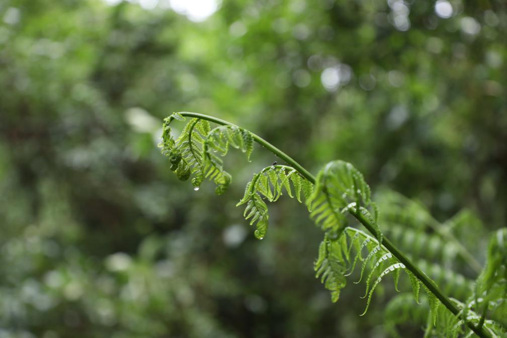  Leaves of the spider-monkey tree ferns. /Xinhua
