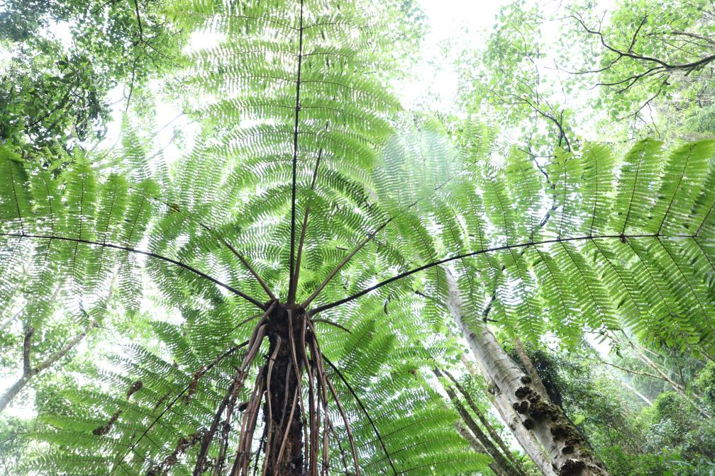 A colony of endangered spider-monkey tree ferns (Alsophila spinulosa) is discovered in a remote mountain region, southwest China's Yunnan Province. /Xinhua