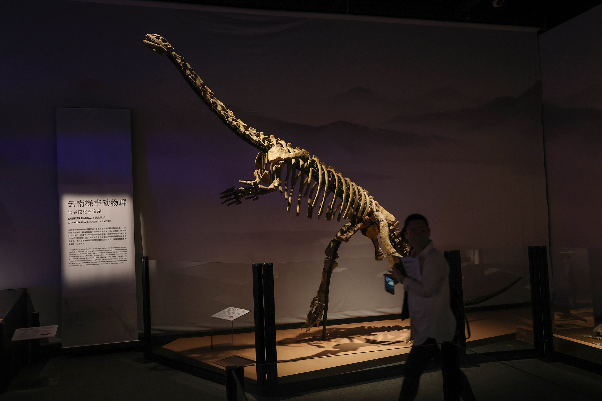 Exhibits at Shanghai Natural History Museum, China, May 26, 2025. /VCG