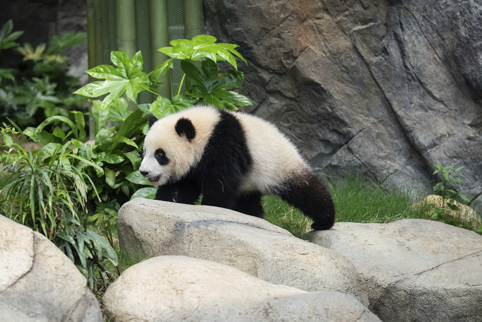 Giant panda cub Jia Jia is seen at the enclosure in Ocean Park in Hong Kong, China, May 27, 2025. /VCG