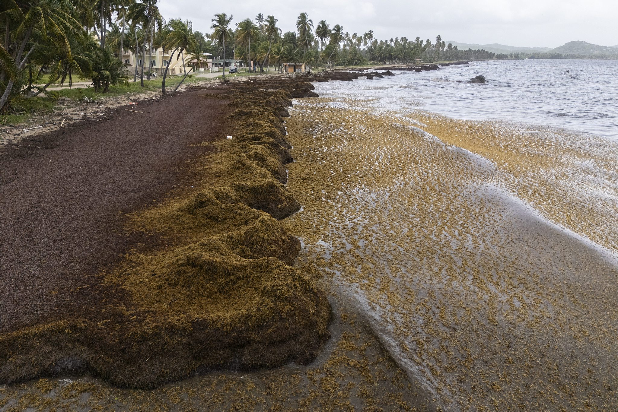 Piles of sargassum stretch across the shore in Playa Lucia, Yabucoa, Puerto Rico, June 2, 2025. /VCG