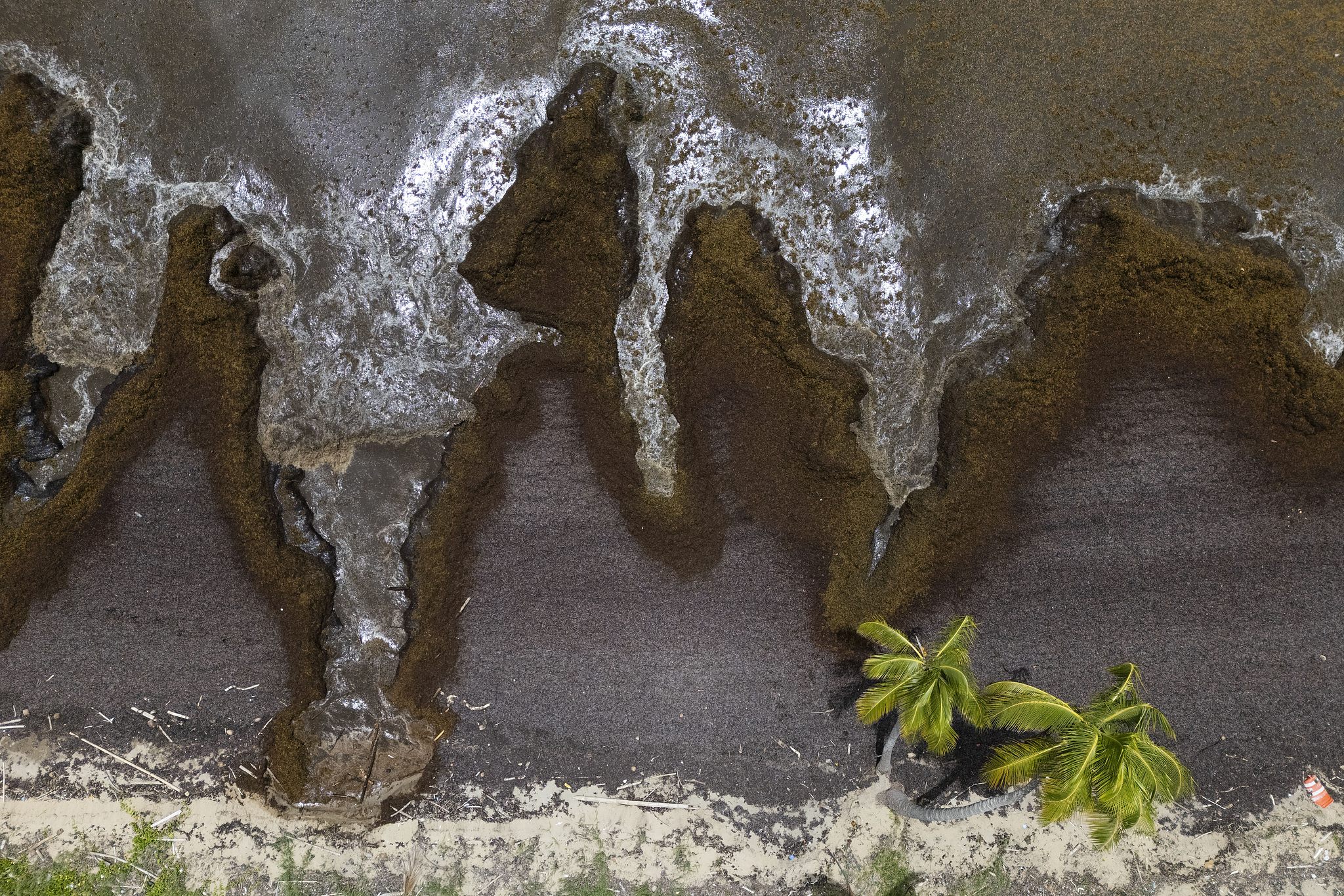 Sargassum covers the coast of Playa Lucia, Yabucoa, Puerto Rico, June 2, 2025. /VCG